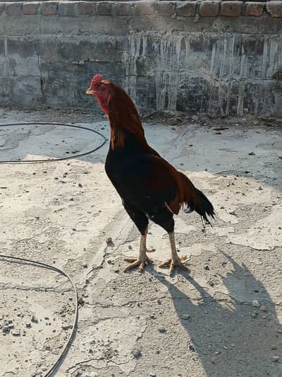 Asell Mianwali Murgha