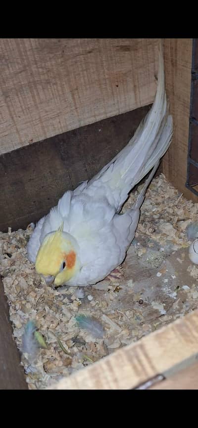 common cocktail pair