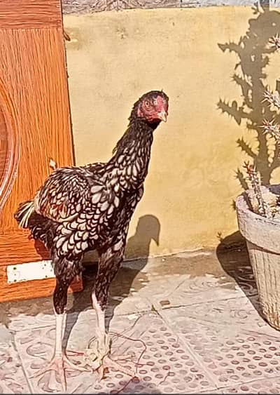 for sale intrested log msg krea munasib rate or available ha.