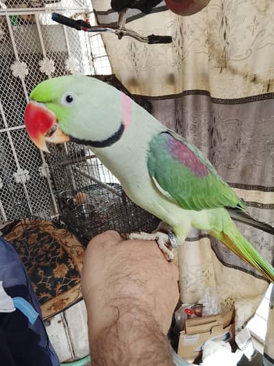 Raw Parrot Alexander