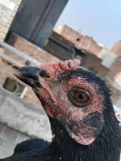 Thai pokoye super locker