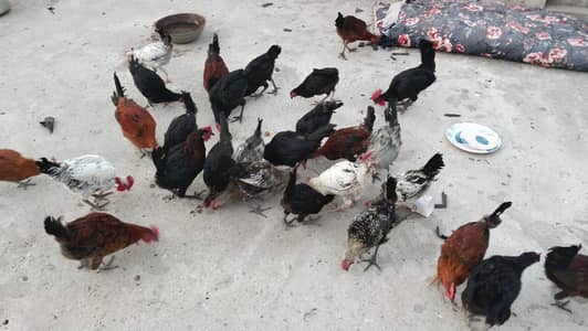 پیور دیسی مرغے گھر کے دانے پر پلے