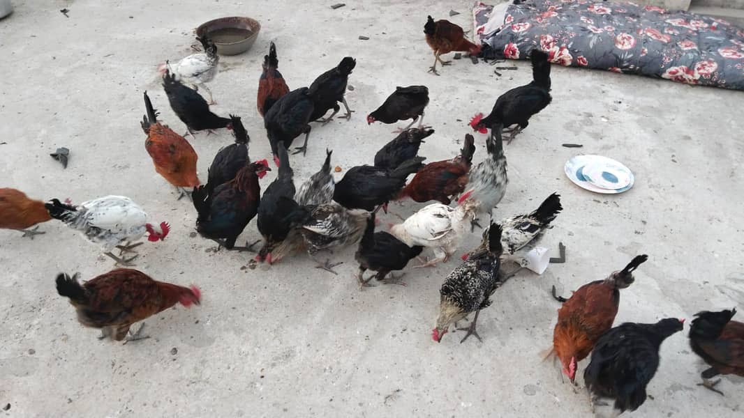 پیور دیسی مرغے گھر کے دانے پر پلے 0