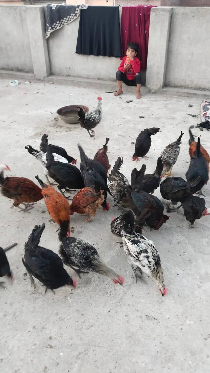 پیور دیسی مرغے گھر کے دانے پر پلے 1