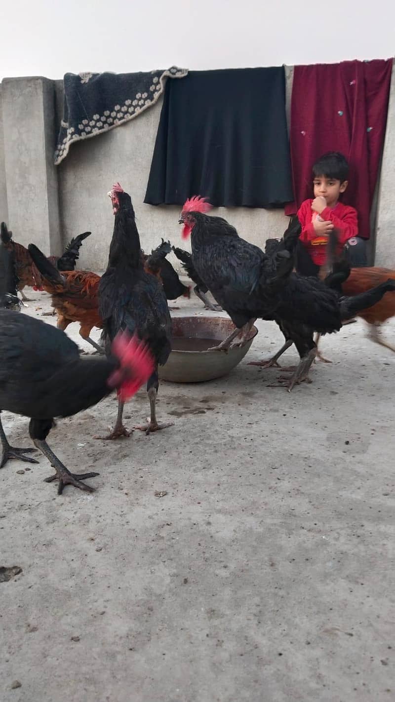 پیور دیسی مرغے گھر کے دانے پر پلے 2