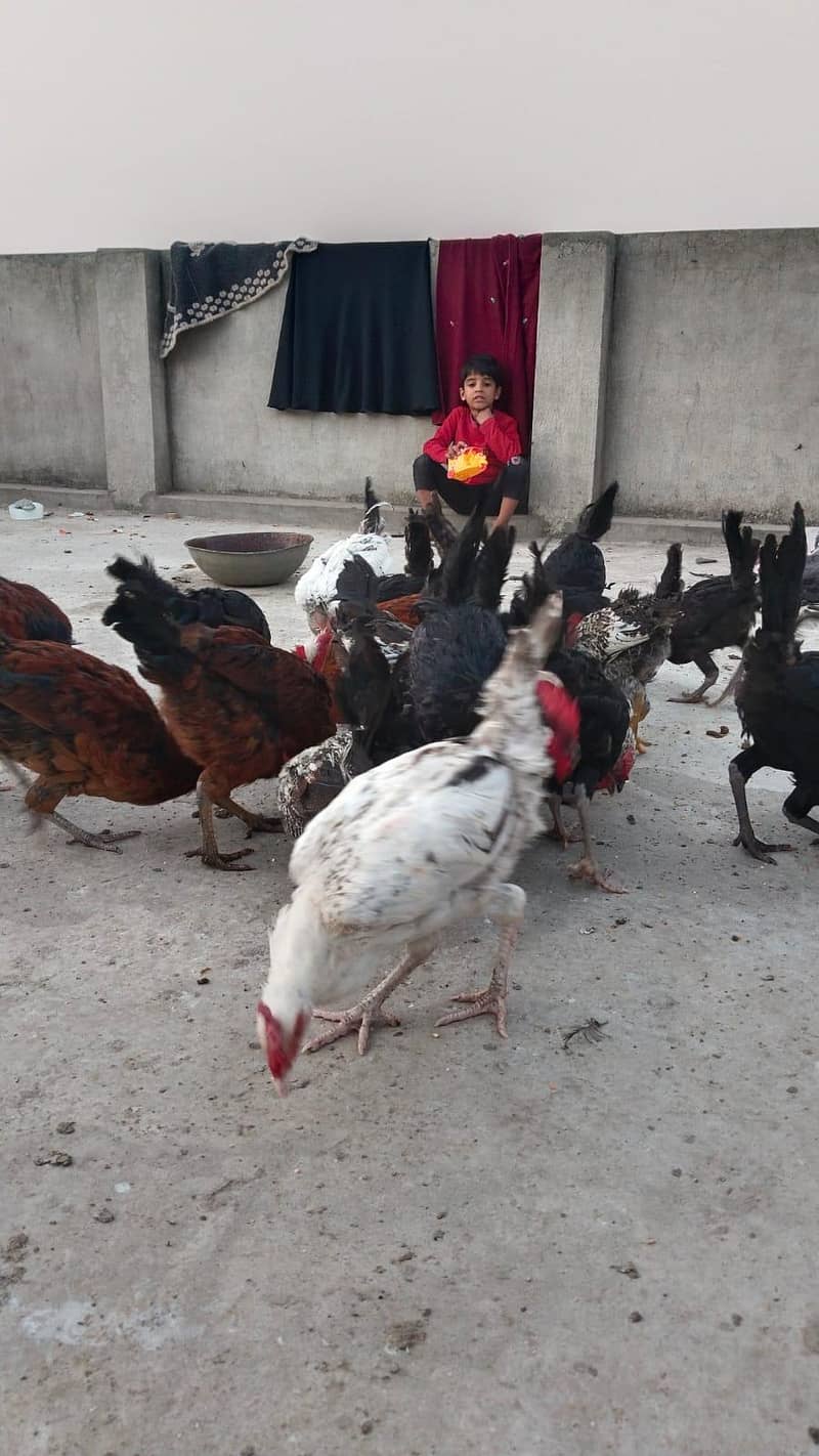 پیور دیسی مرغے گھر کے دانے پر پلے 3