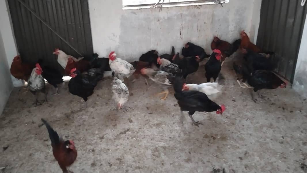 پیور دیسی مرغے گھر کے دانے پر پلے 4