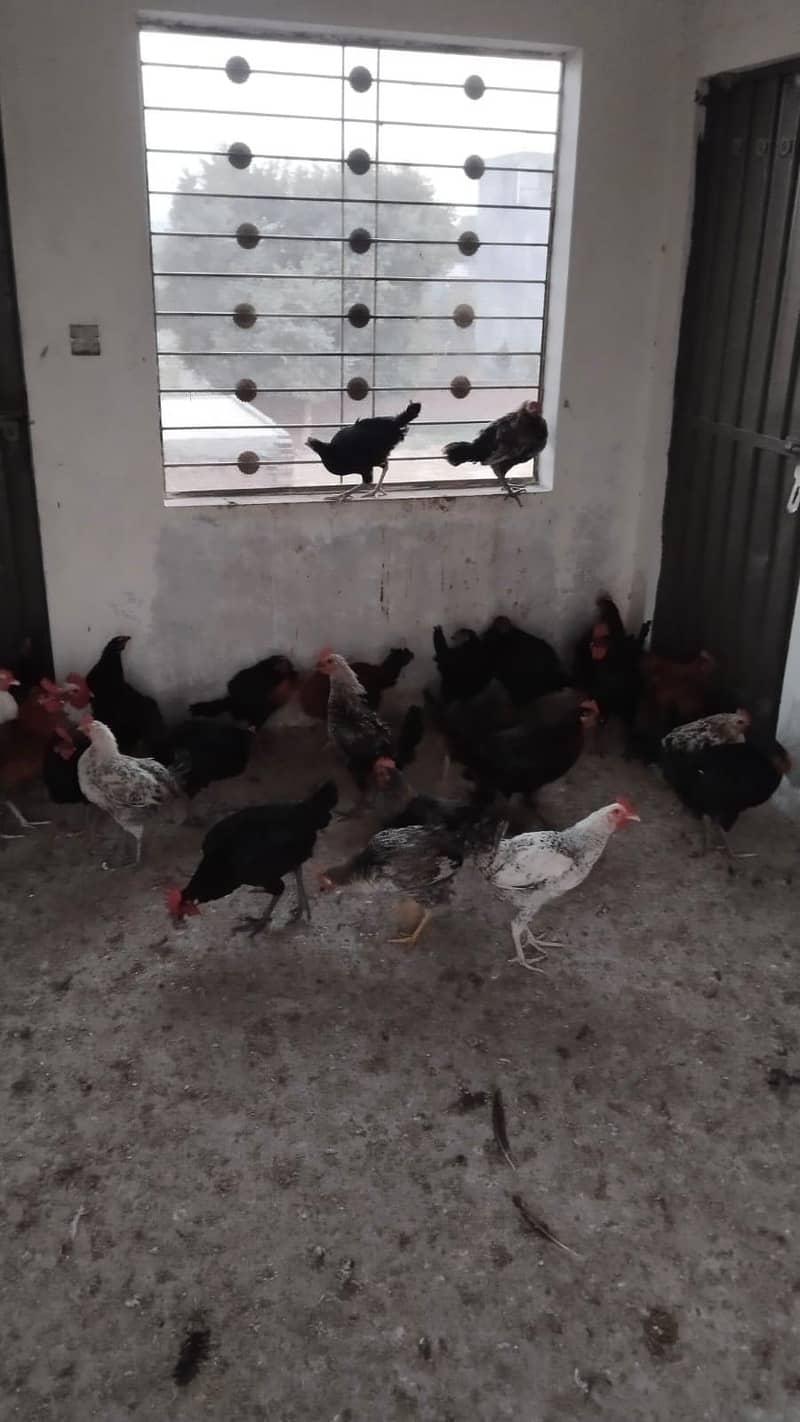 پیور دیسی مرغے گھر کے دانے پر پلے 5