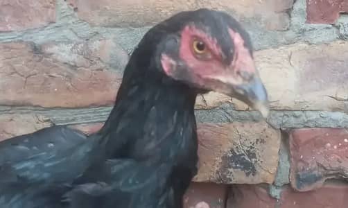 3aseel hen home breed for sale and other waleti aseel