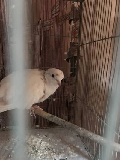 Doves Urgent Sale Read Description