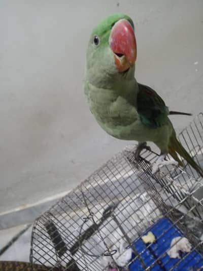 Raw Active male parrot, semi tamed, talking on mood