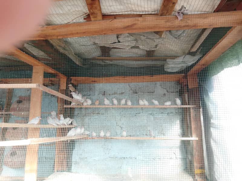 white and silver java pathe 0