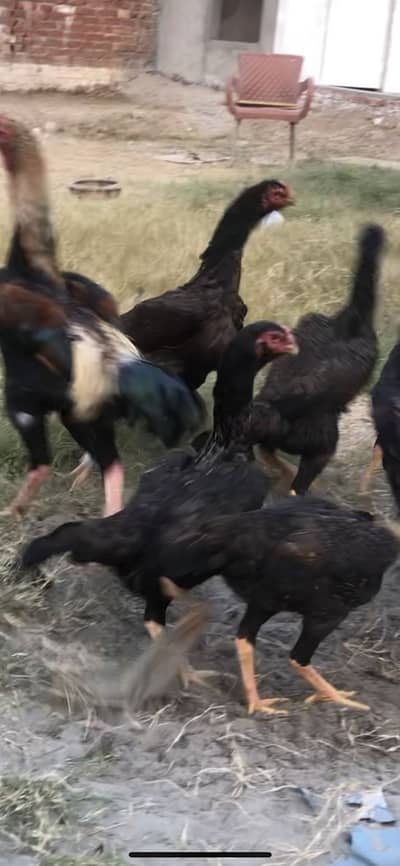 German Shamo egg lying hens and pethia