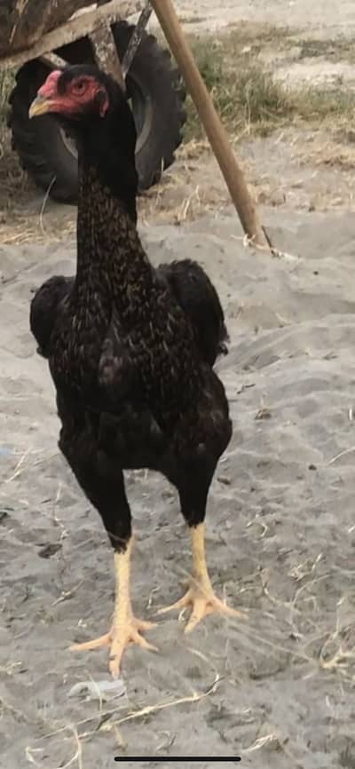 German Shamo eggs only  400