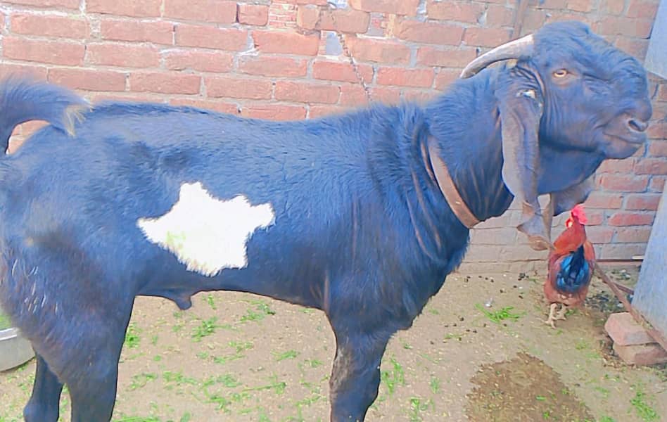 breeder goat - Goats - 1109050715