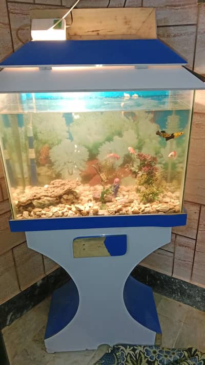 Aquarium tang fish All acceceries k sath