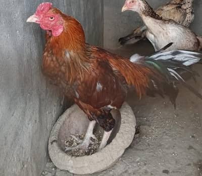 Pure Desi Red Rooster for Sale