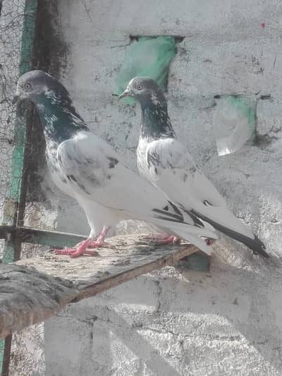 Quality birds for sale  in reasonable pries 4000