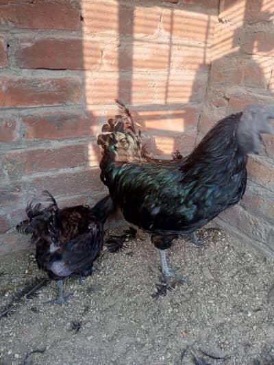 Ayam cemani grey tongue one incubatar