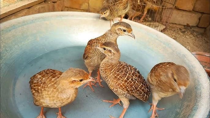 Irani tetar pathay 0