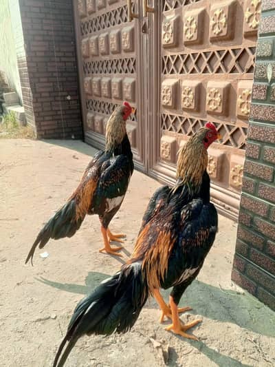 Aseel Pathy(murghy) for Sale ,wapp. 03108371845