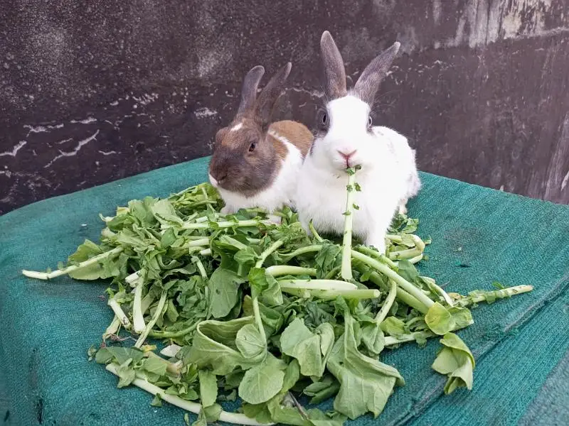 Rabbit Pair For Sale