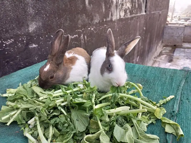 Rabbit Pair For Sale — photo 2