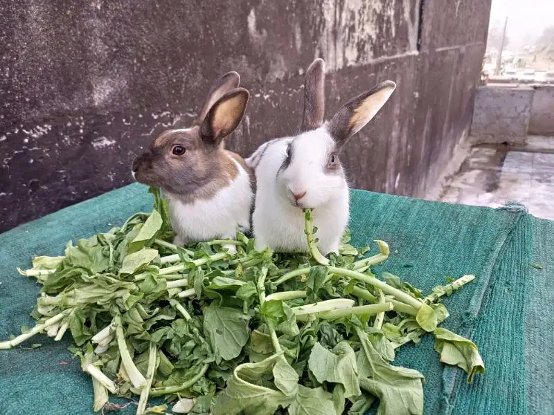 Rabbit Pair For Sale — photo 3
