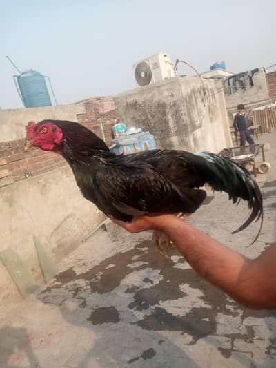 aseel murga for sale