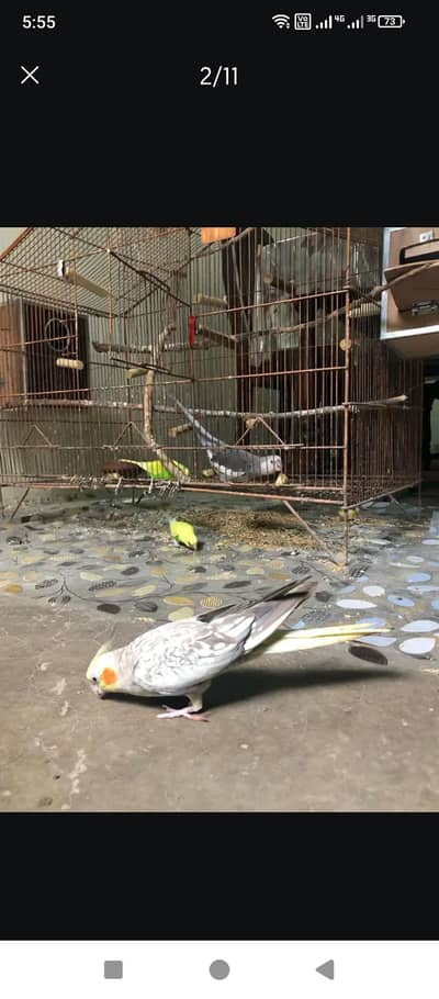 cocktail Breeder pair