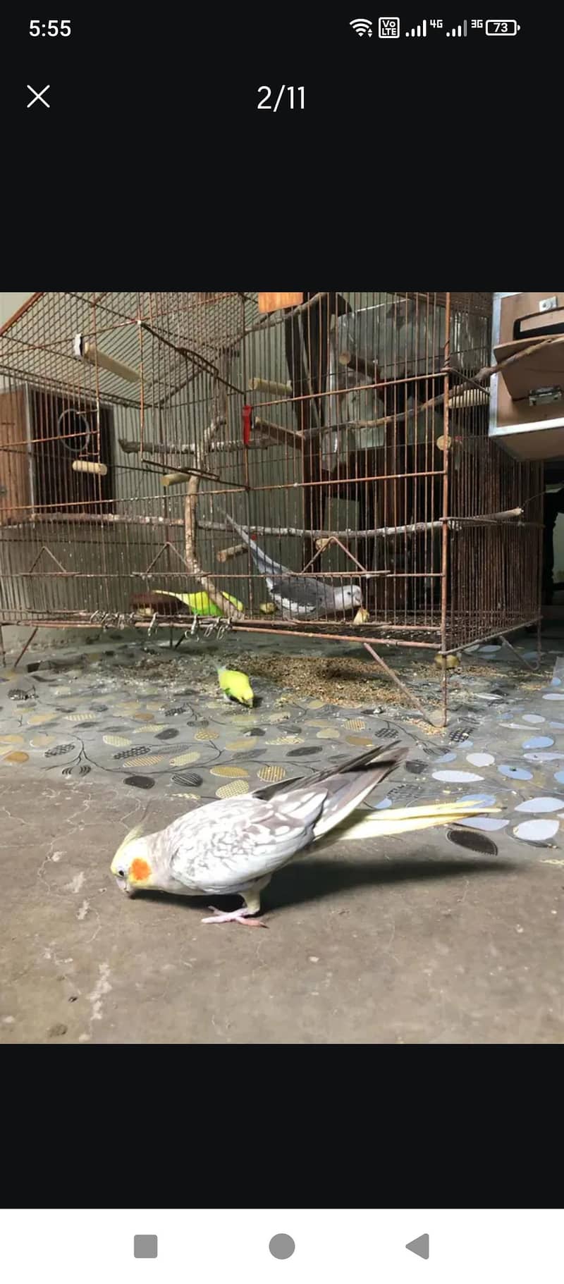 cocktail Breeder pair 0