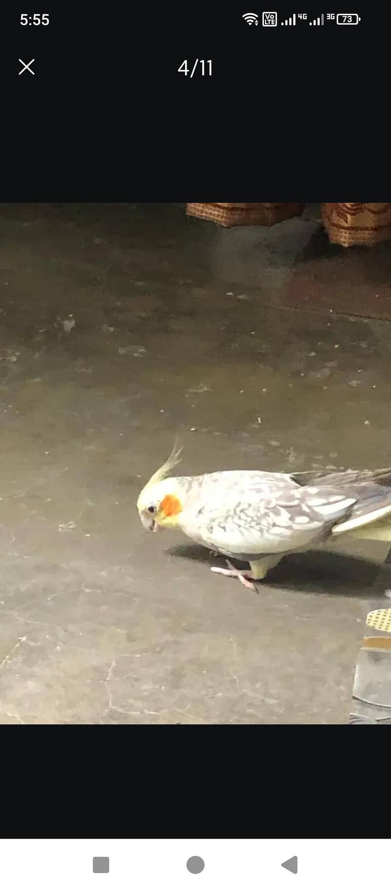 cocktail Breeder pair 1