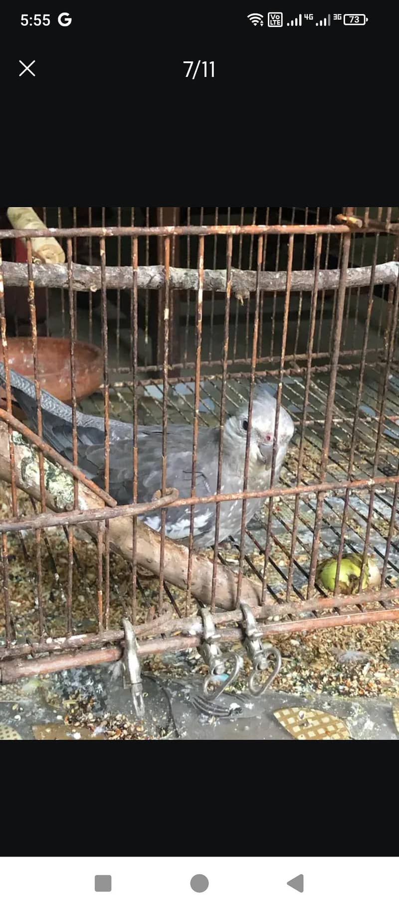 cocktail Breeder pair 2