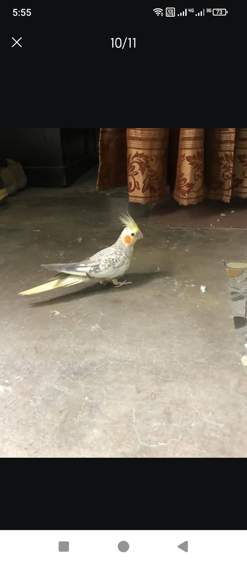 cocktail Breeder pair 3