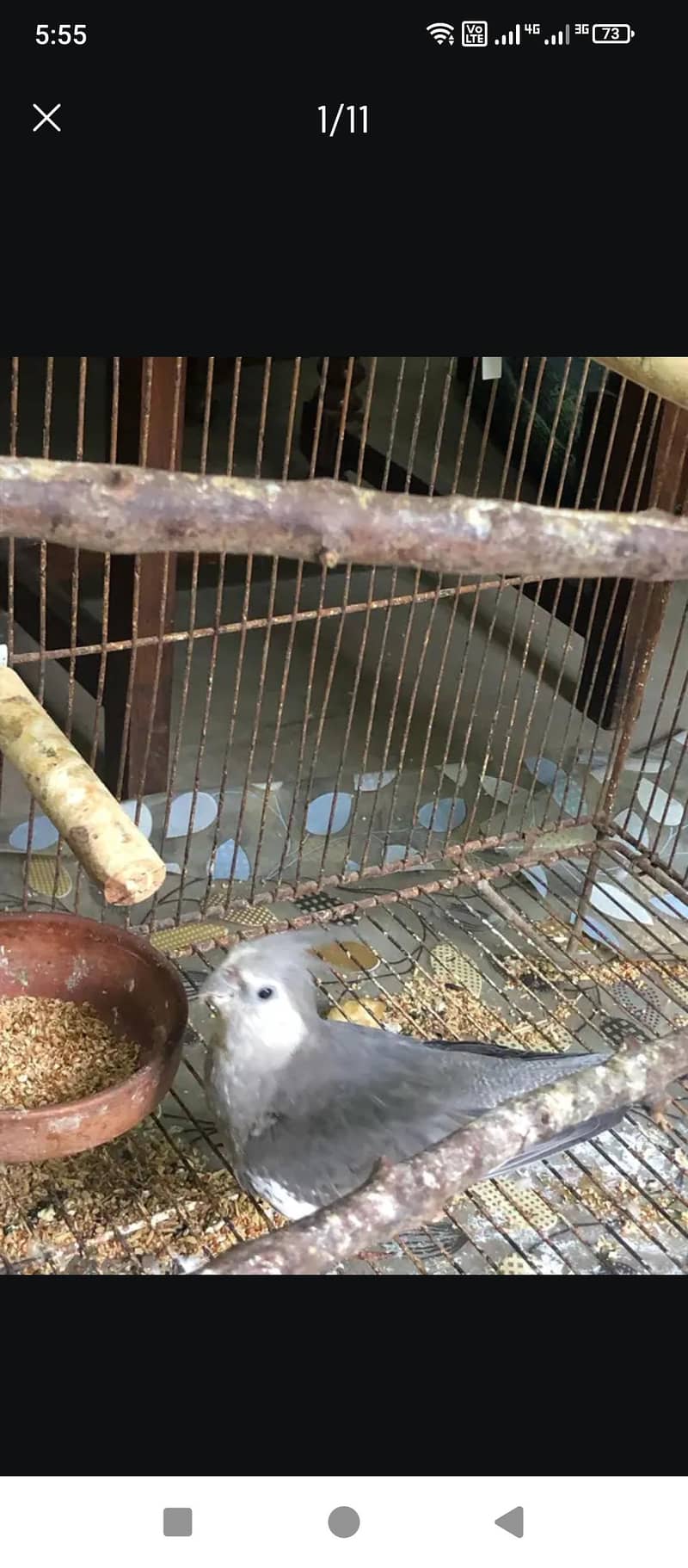 cocktail Breeder pair 5