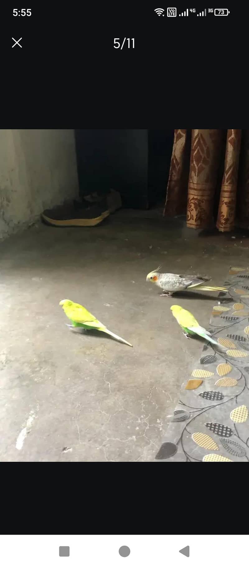 cocktail Breeder pair 6