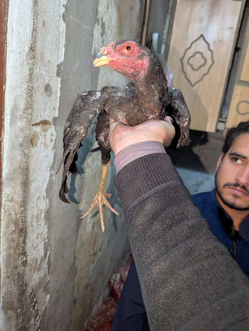 تھائی پکاوا ا اسیل 0