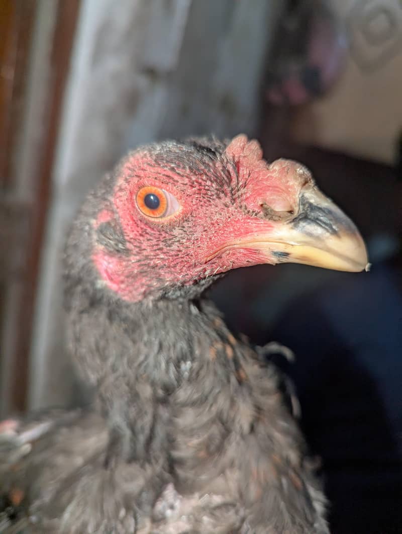 تھائی پکاوا ا اسیل 1