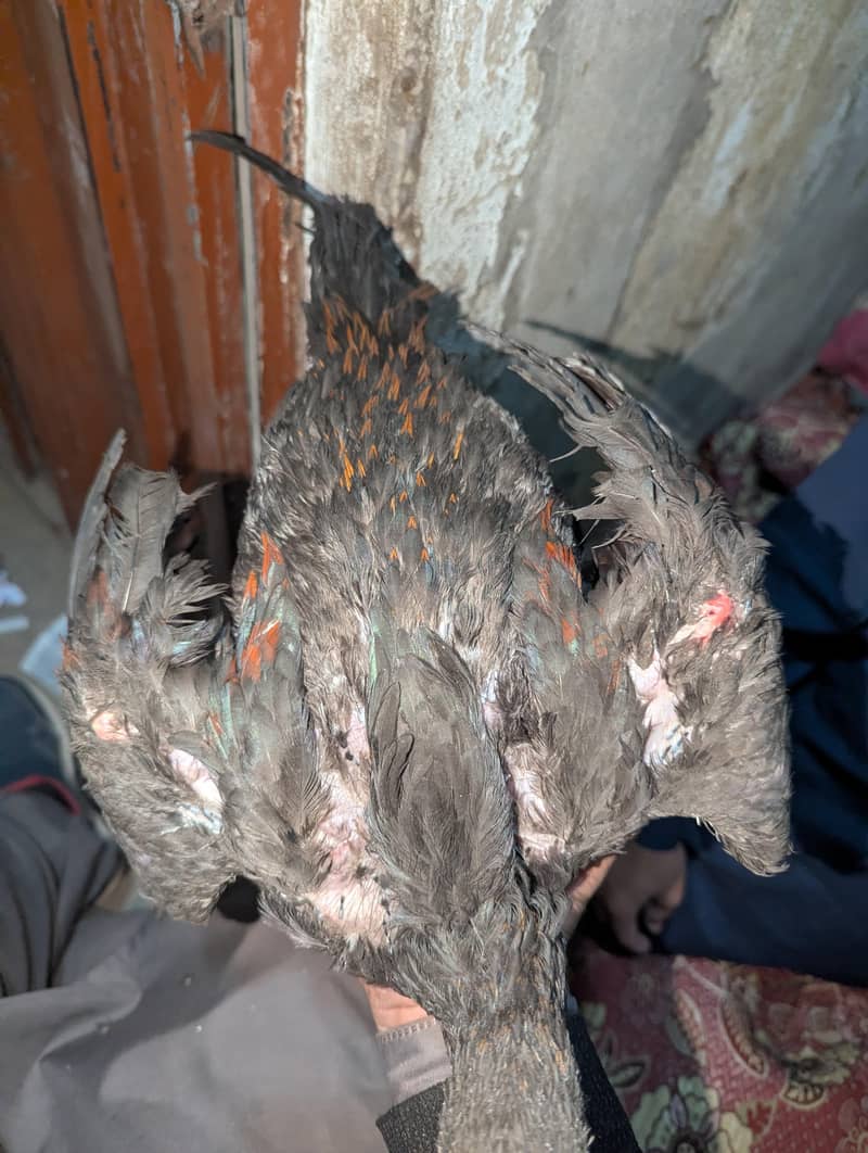 تھائی پکاوا ا اسیل 2