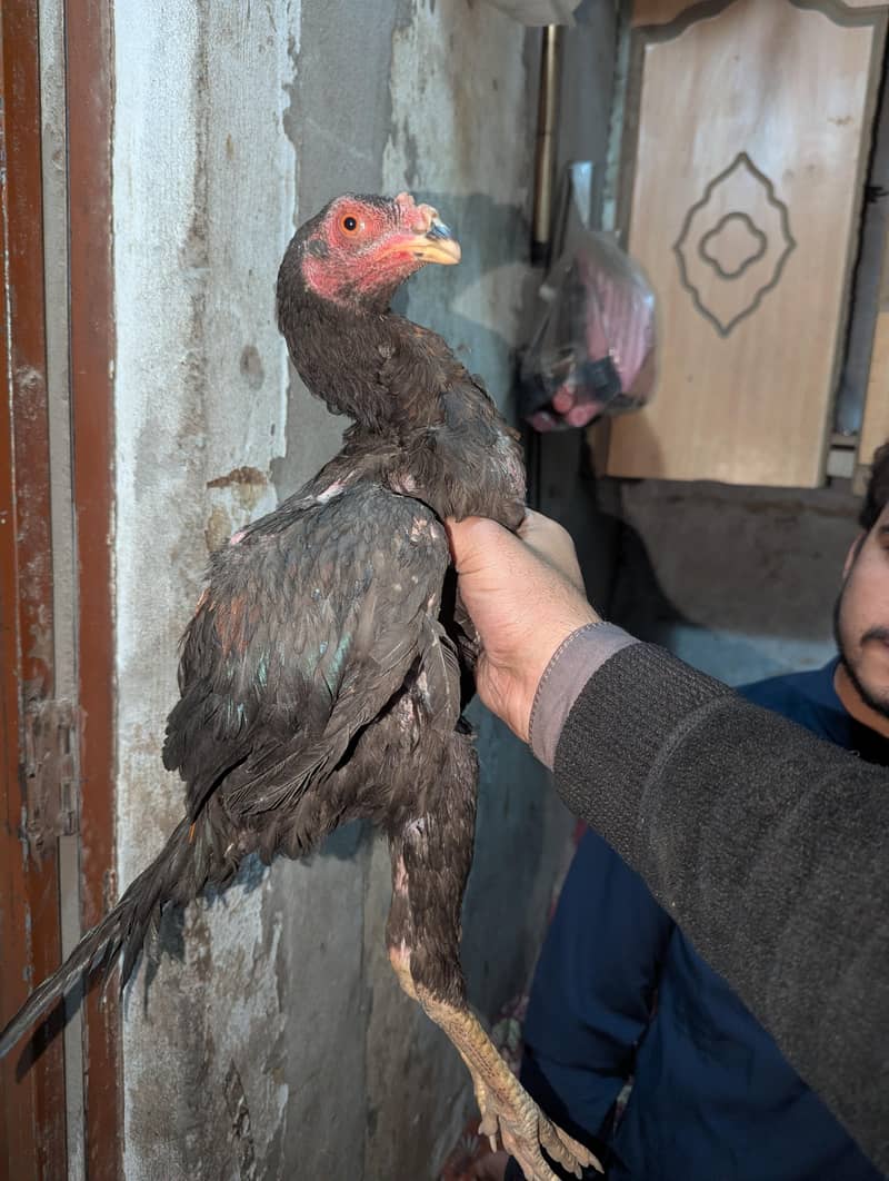 تھائی پکاوا ا اسیل 3