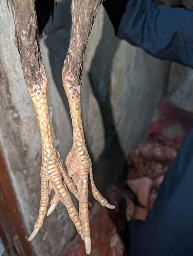 تھائی پکاوا ا اسیل 4