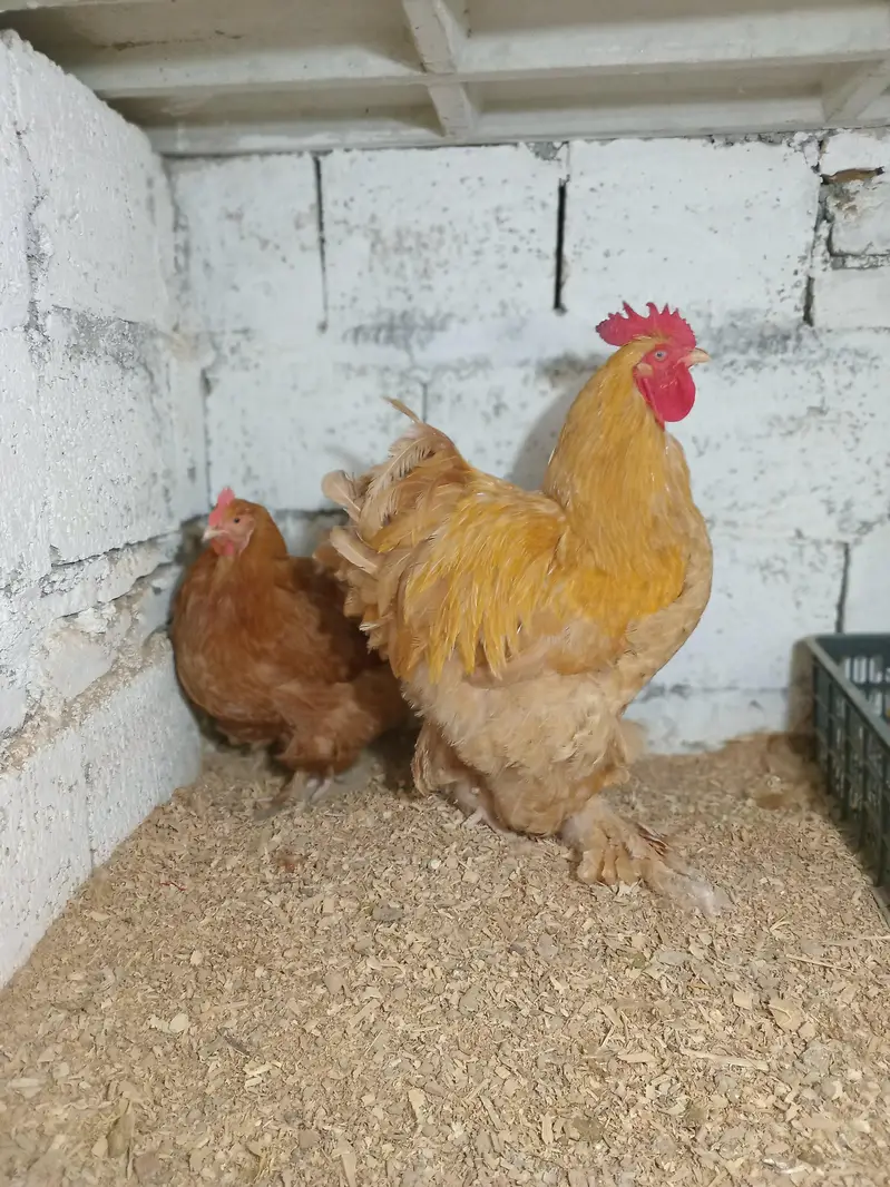 golden hevay cohian fresh egga available