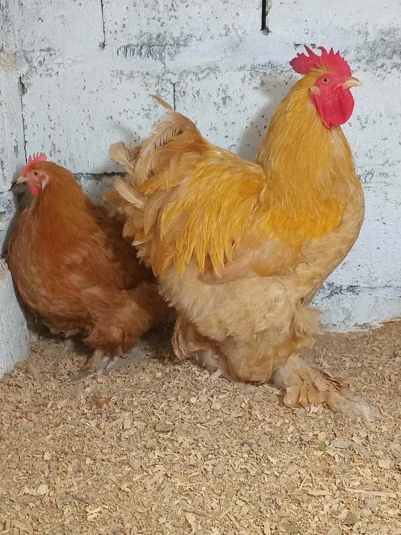 golden hevay cohian fresh egga available — photo 2