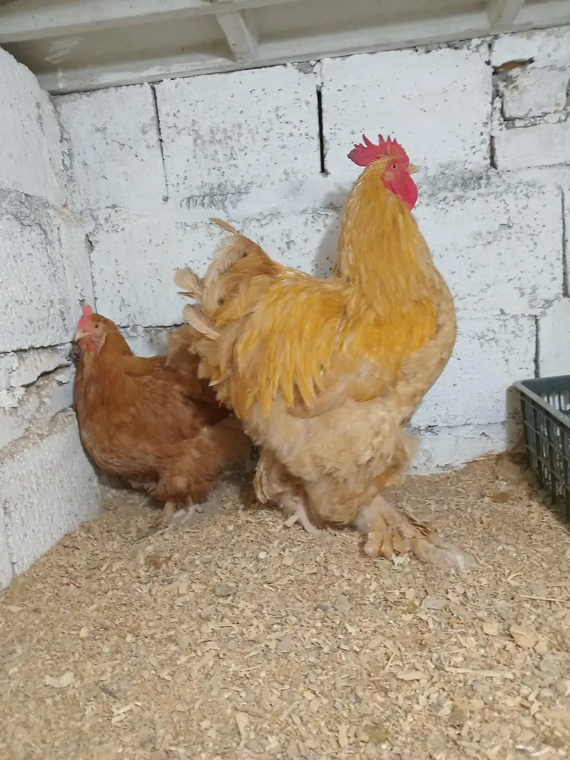 golden hevay cohian fresh egga available — photo 3