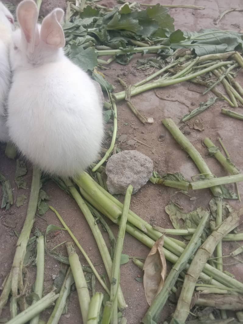 rabbits 1