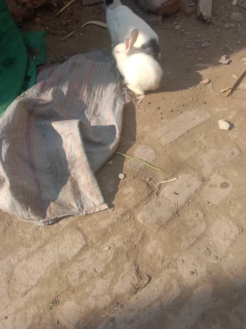 rabbits 4