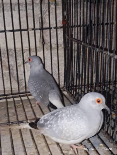 love bird pair for sale