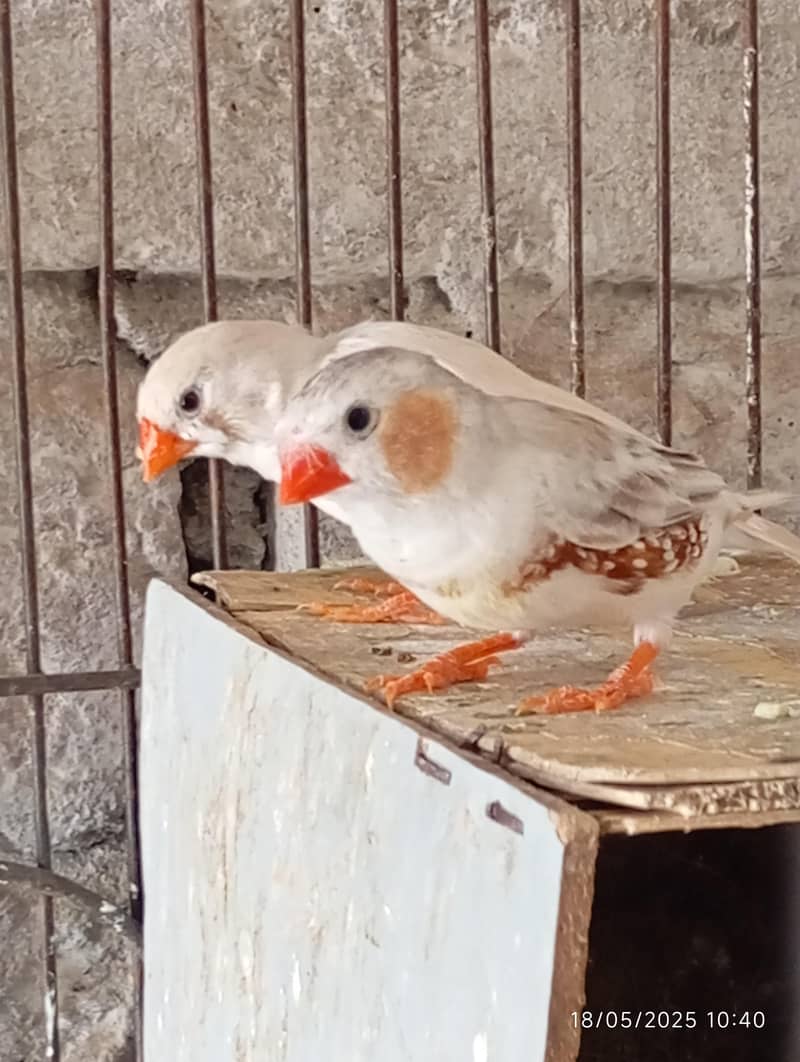 Java male,love bird 0