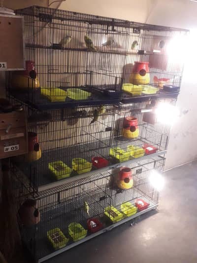 Austrelian 6 baredar pear and follding cage for sale