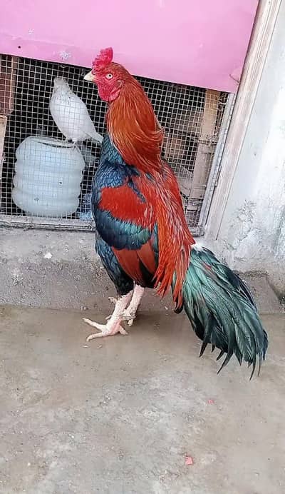 Amroha aseel high quality murga cargo possible 0316,15,10,578